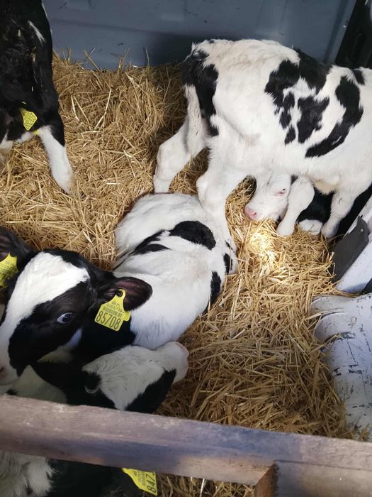 Cielaki jałówki byczki