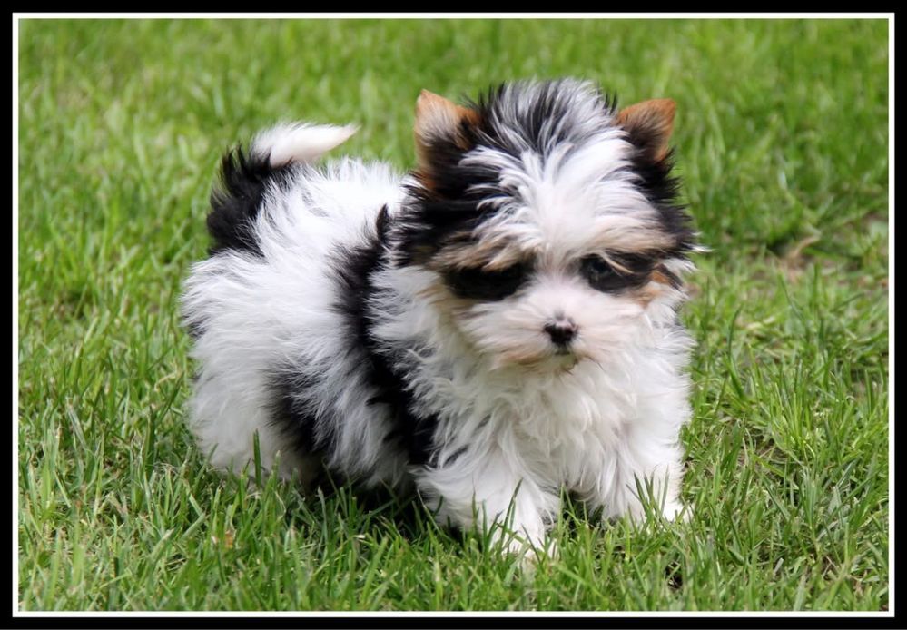 - Yorkshire  Terrier - biewer