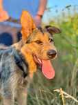 Lampo do adopcji