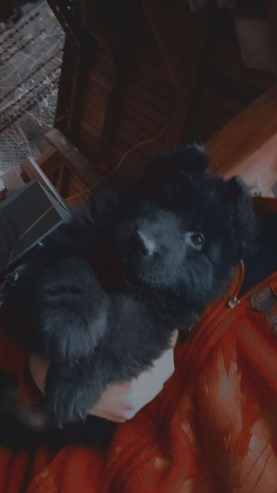 Owczarek niemiecki długowłosy