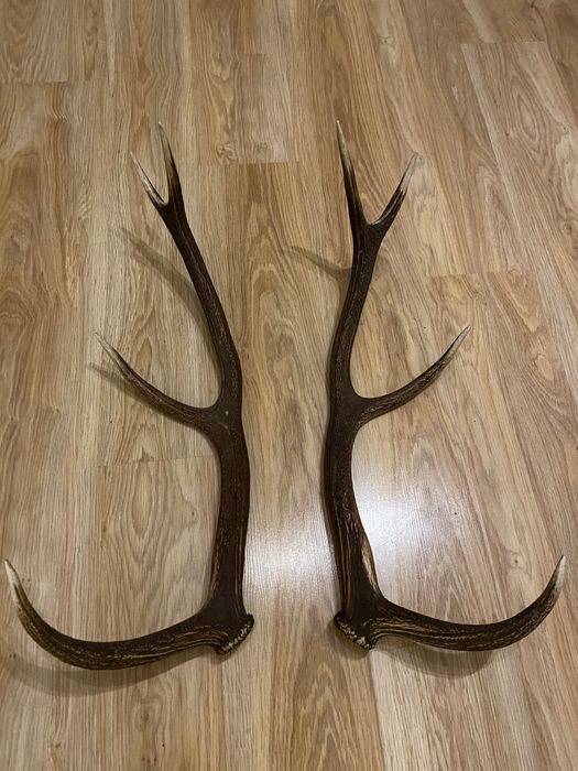 poroże jelenia symetryczna para