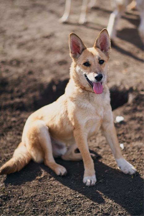 Песики в родину. Притулок