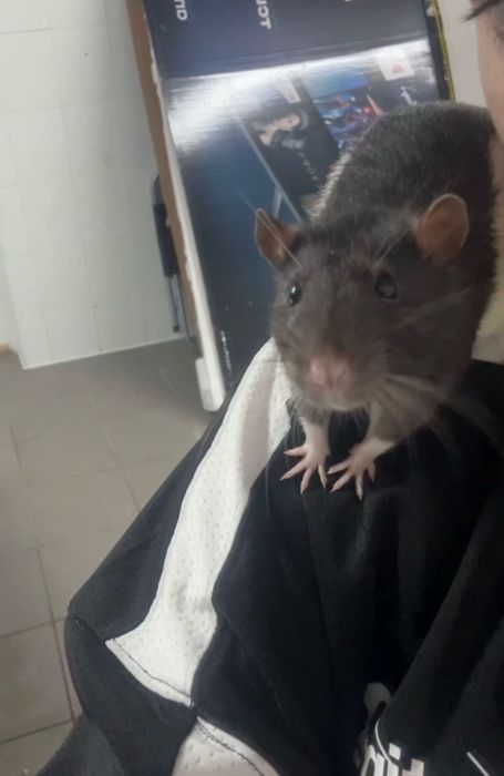 Oddam w dobre rece szczury z klatka