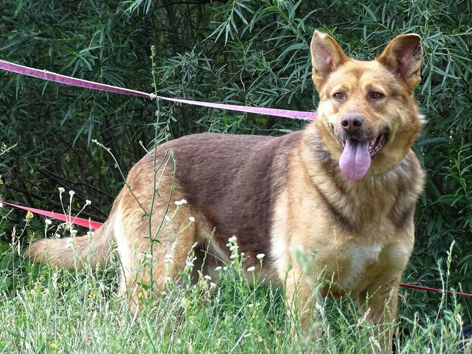 Cudowny psiak Grot szuka domu