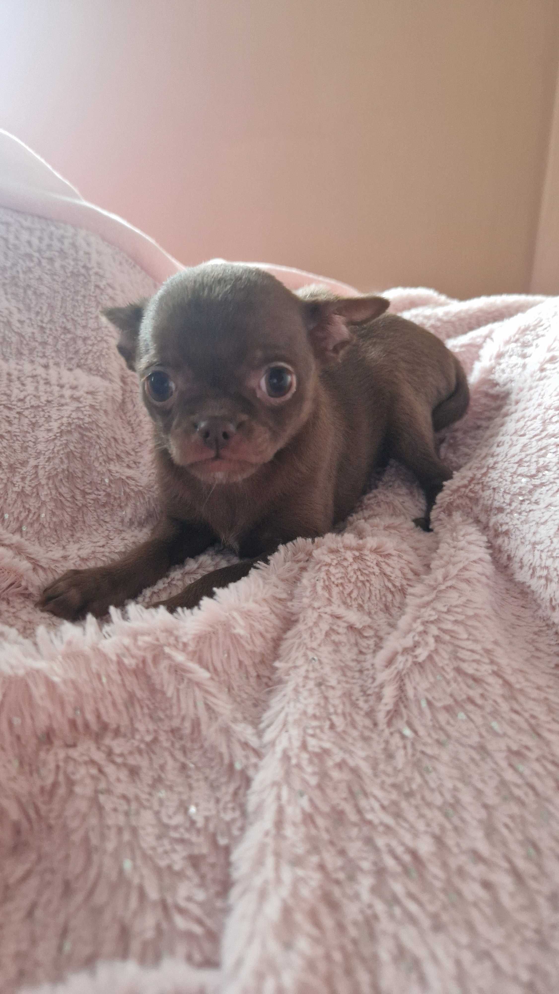 Chihuahua sunia czekoladowa, juz do odbioru