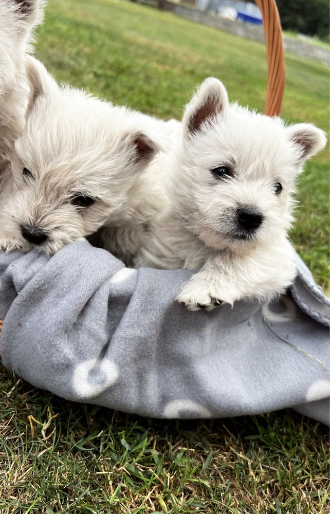 West Highland white terrier/ piesek