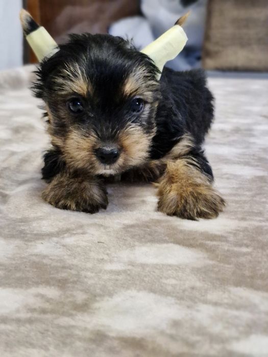 Йоркширский терьер щенки