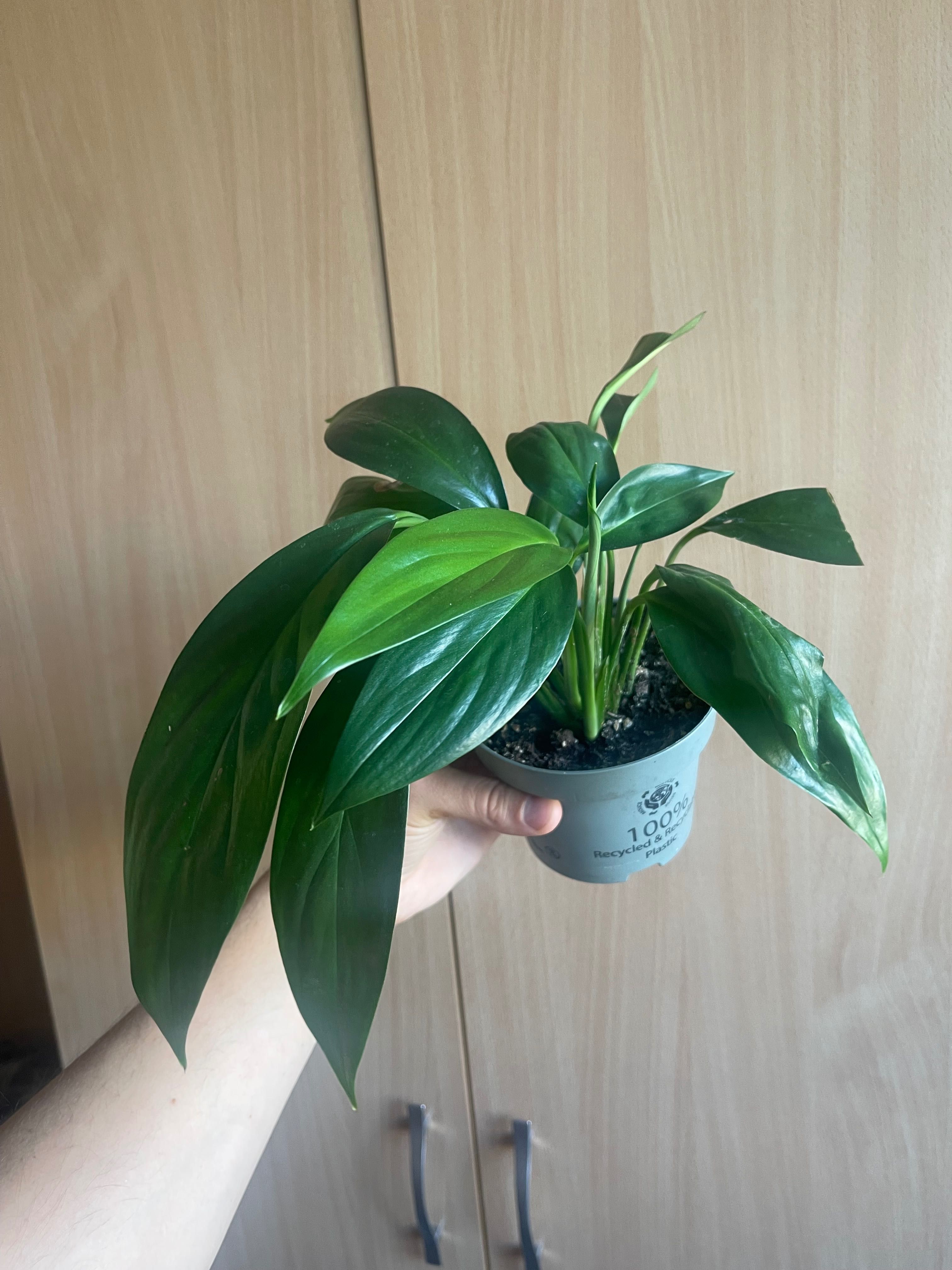 Epipremnum amplissimum