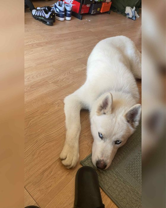 Sprzedam Husky syberian cena