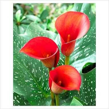 Цветные каллы  клубни