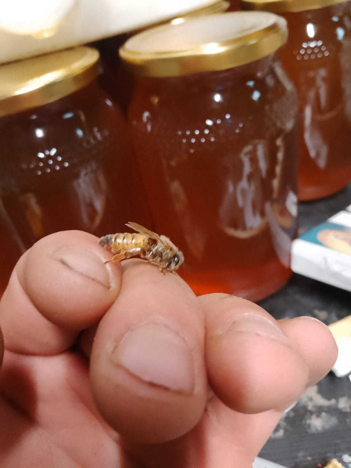 matki pszczele unasienione jednodniowe