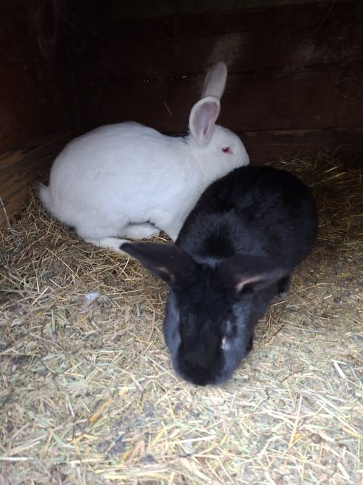 Sprzedam króliki mieszańce