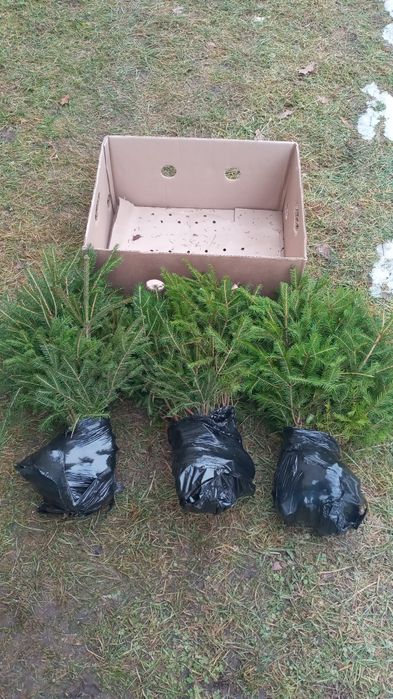 Саджанці Ялини європейської (смереки), Ялиці білої, Бука європеського.