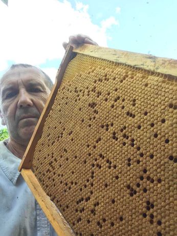 Продам бджіл/ продам пчел  в  Херсонській  області