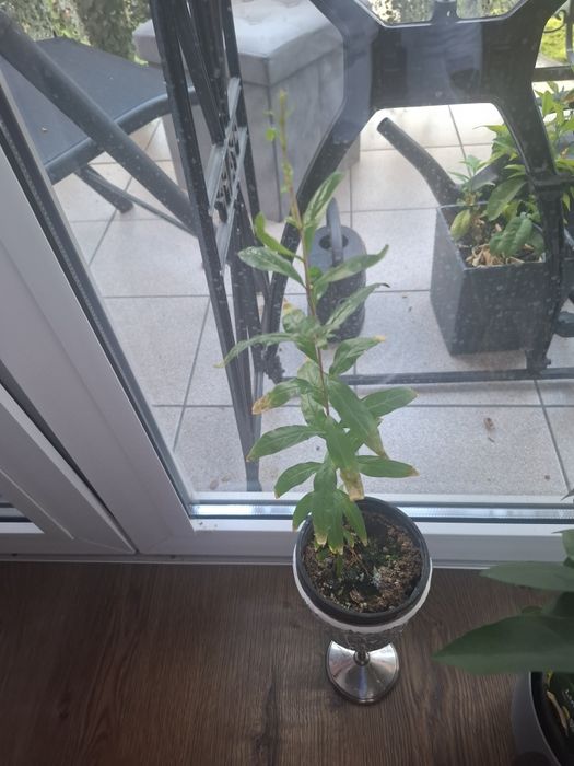 Granatowiec  sadzonka granat