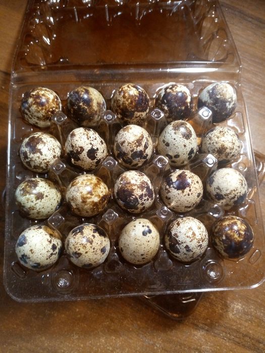 Продам перепелині яйця