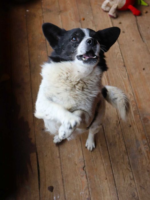 PILNE!Przekochany, towarzyski, grzeczny piesek szuka dobrego domu
