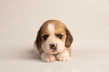 Piękne szczeniaki Beagle!