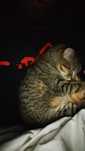 Adoção de gato femea