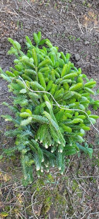 Stroisz  jodły kaukaskiej