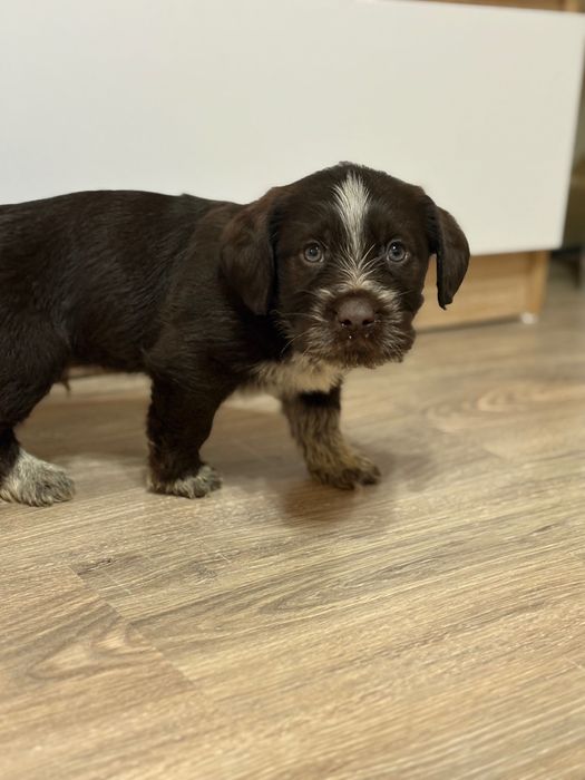 Віддаємо в добрі руки хлопчика