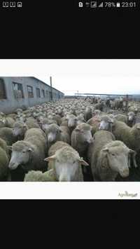 Продам овец(баранину)