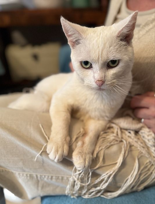 Śnieżynek do adopcji