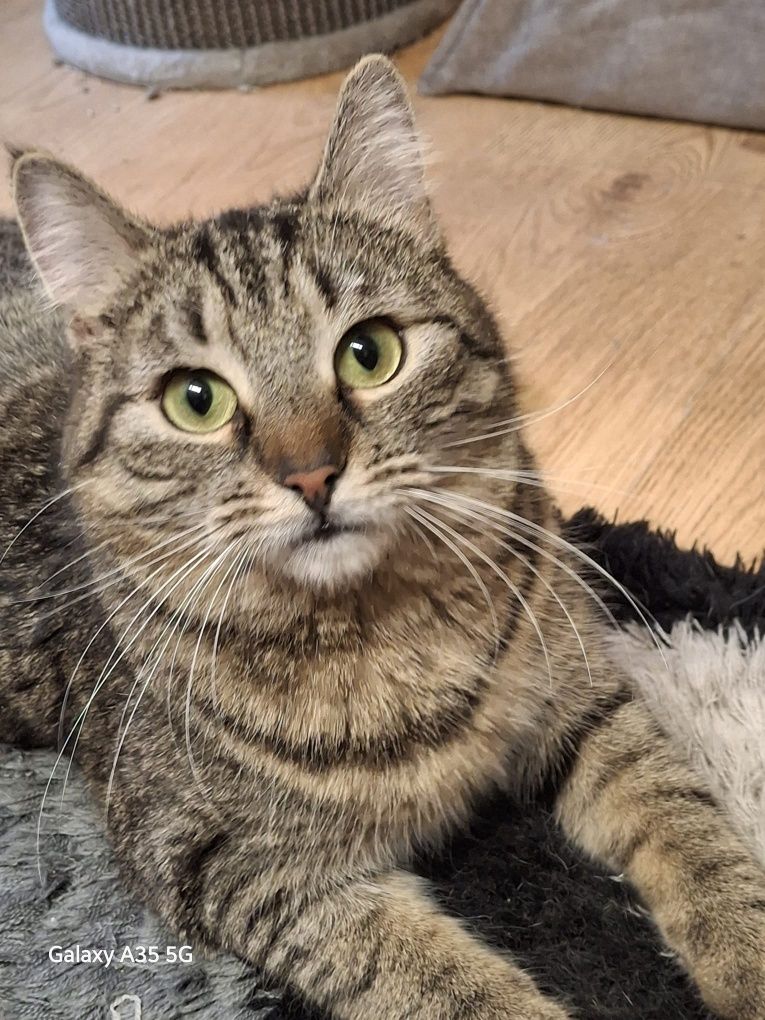 Kotka Hulanka poleca się do adopcji