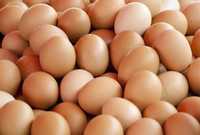 Jajka 100% wiejskie cena 60 gr