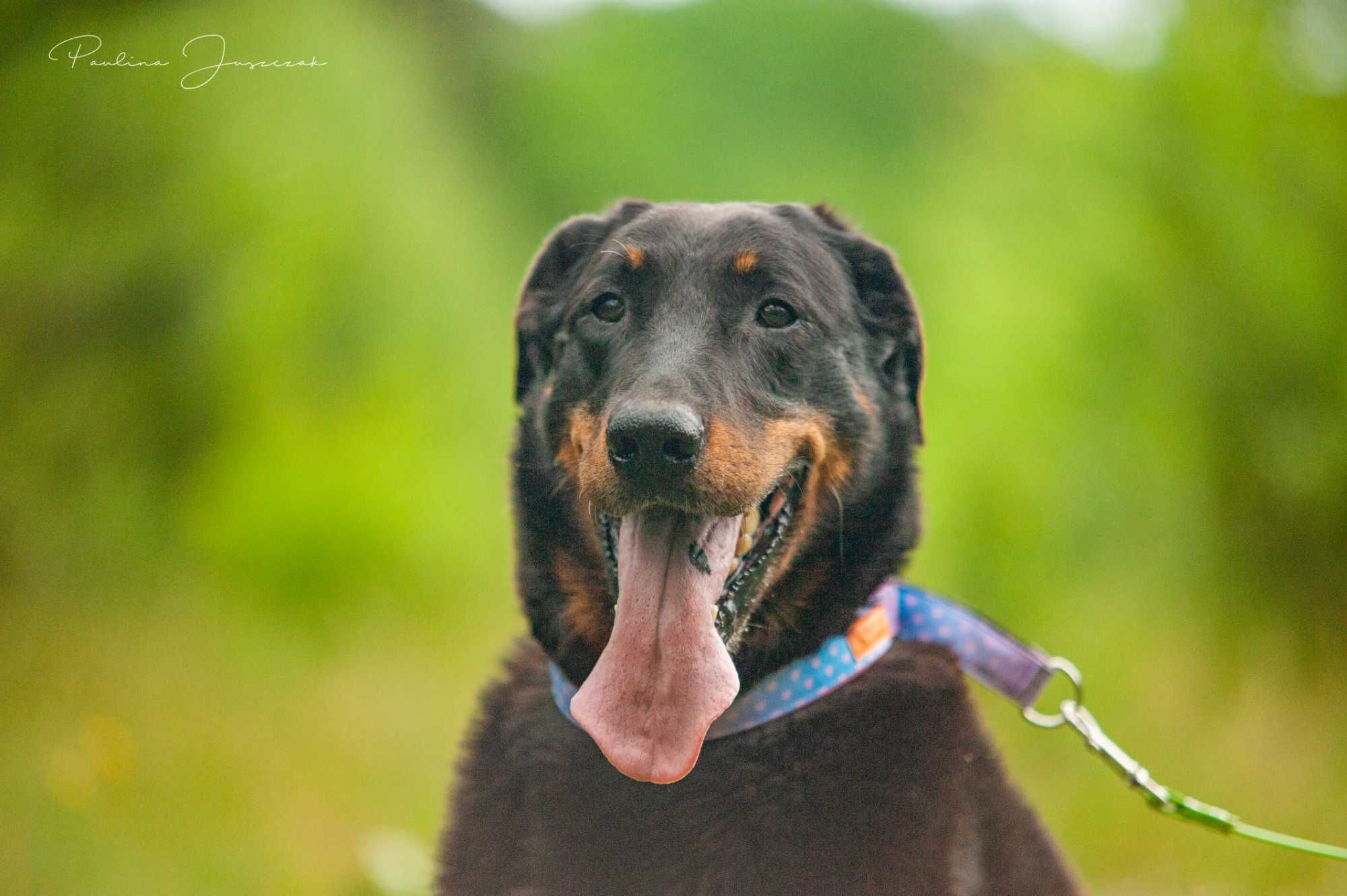 Beauceron Ina czeka na kochający dom!