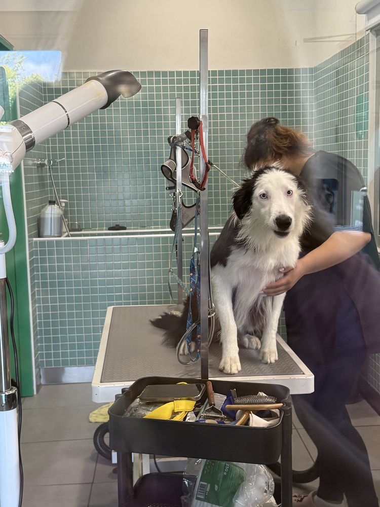 Damos border collie jovem