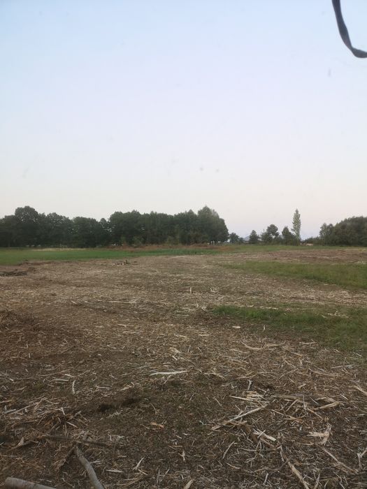 Czyszczenie dzialek mulczer leśny frezowanie pni likwidacja zakrzaczen