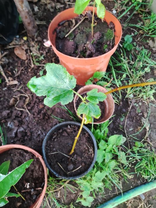 Figeira em vaso caseira