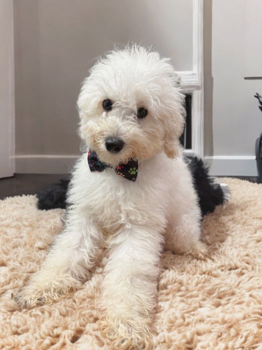 „BAKUŚ” Piesek Rasy PUDEL TOY o umaszczeniu białym