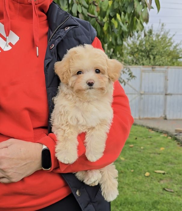 Неймовірні дівчатка. Мальтіпу Ф1.
