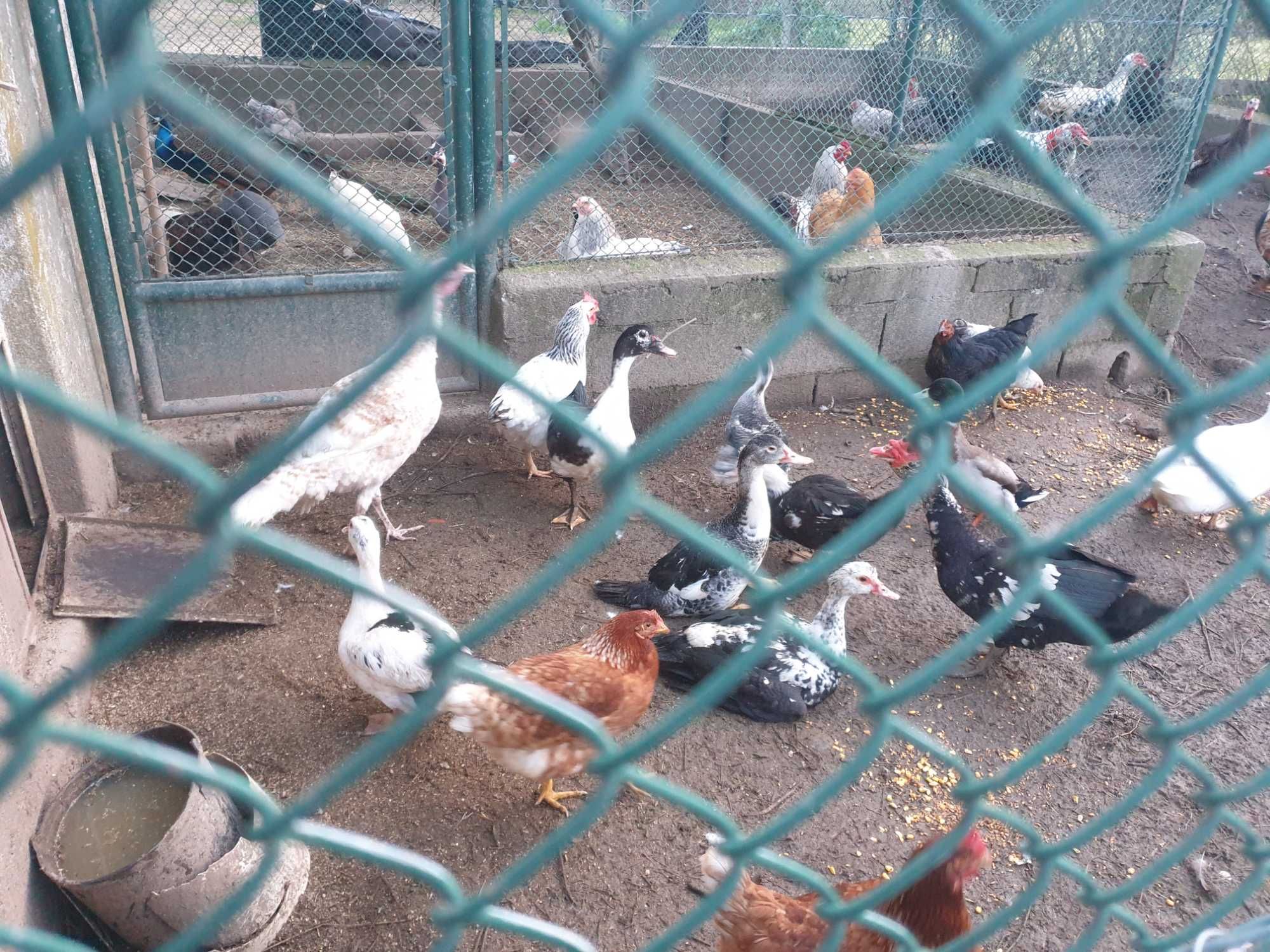 Varios animais galinhas,patos,perus,coelhos..