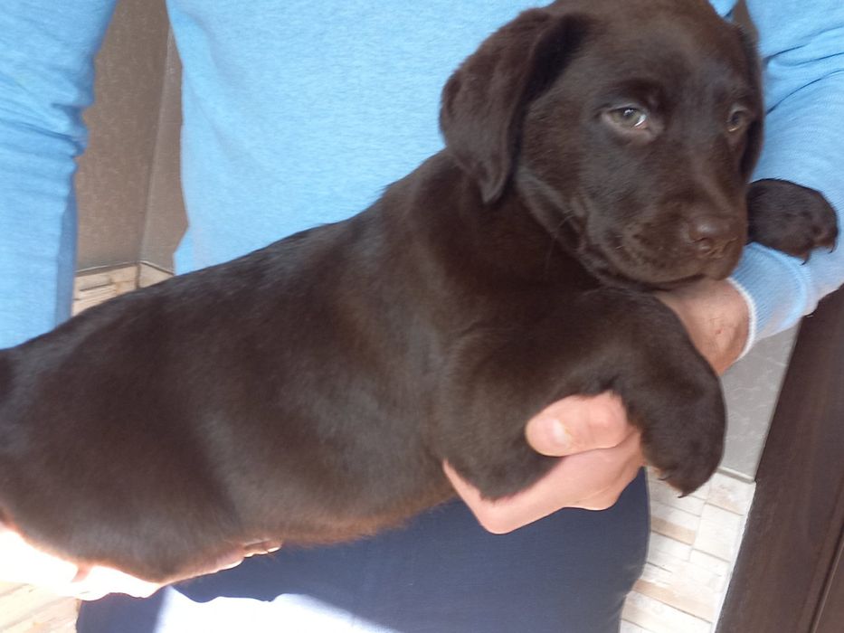 Хлопчик шоколад лабрадорчик доставка по Украіні, Німеччину