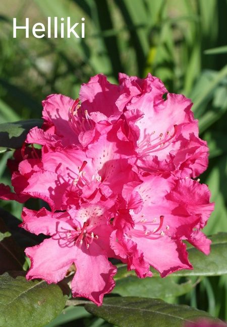 Саджанці рододендрона