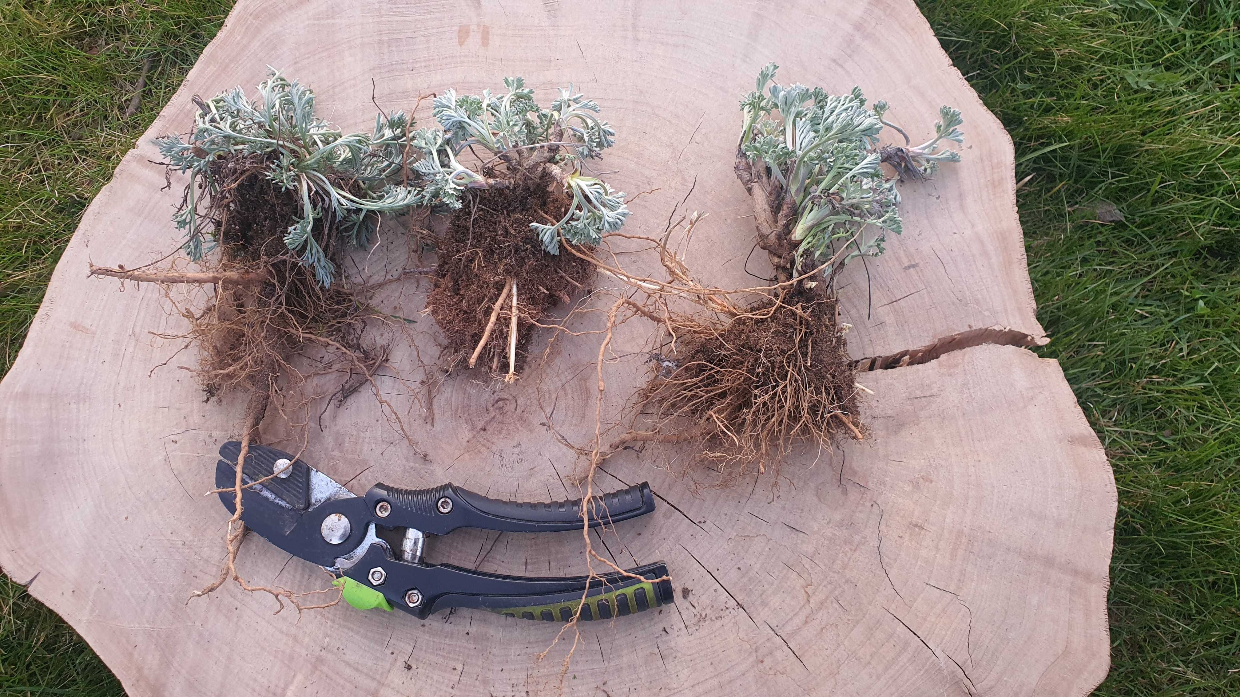 Sadzonki Bylica Piołun Artemisia absinthium sadzonka 10 sztuk