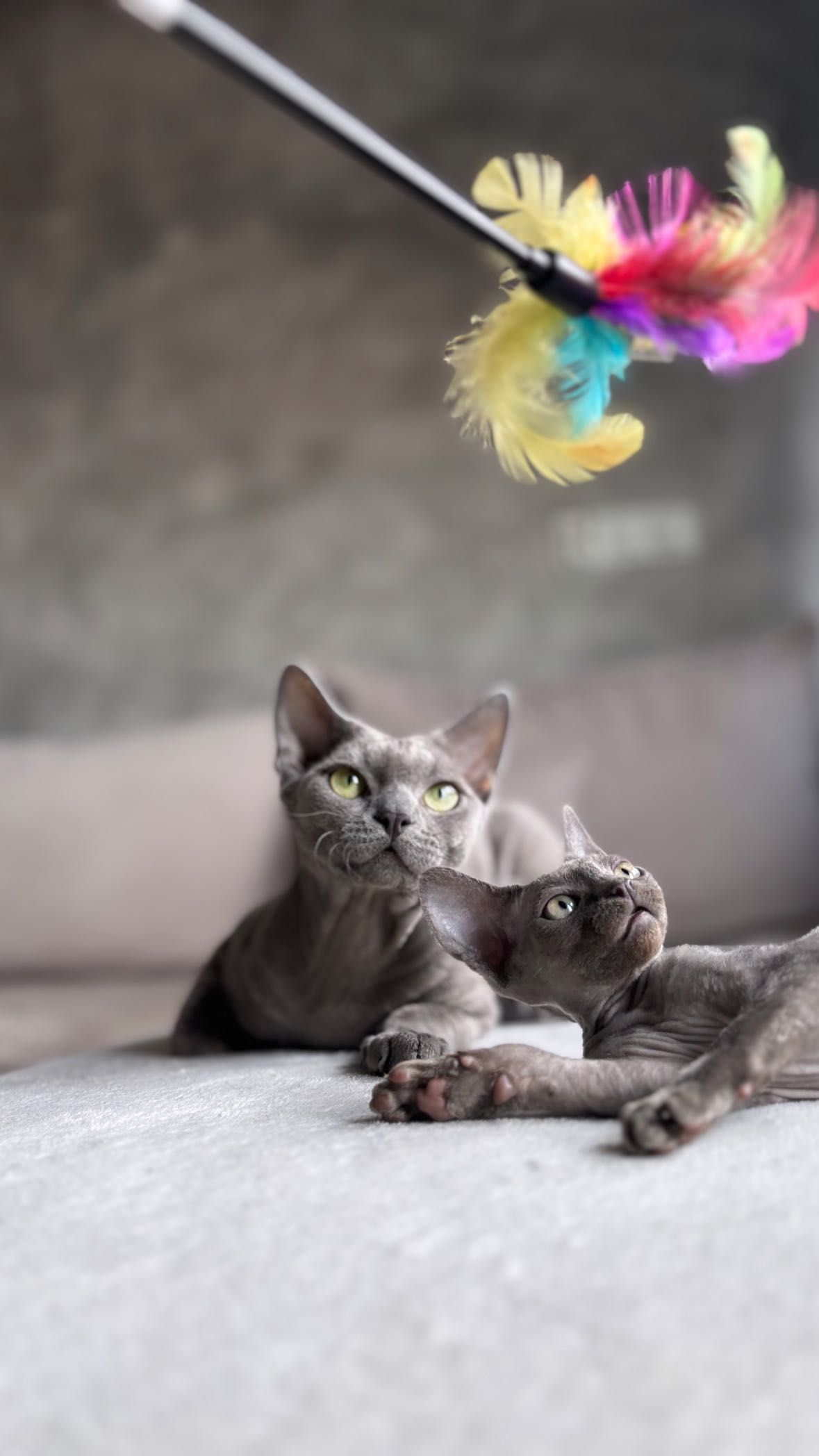 Deborah Devon rex