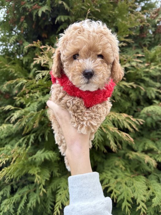 Найкрасіші цуценятка під ялинку мальтипу