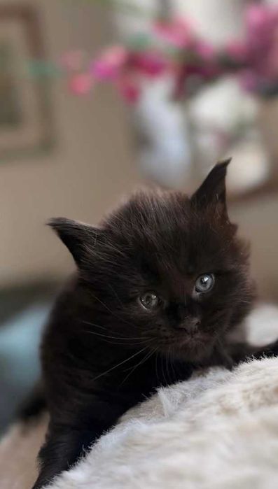 Kocurek Maine Coon czarny n linia shaded