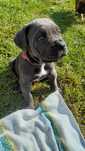 Sprzedam Psy Cane Corso