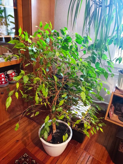 Вазон ФІКУС Бенджаміна