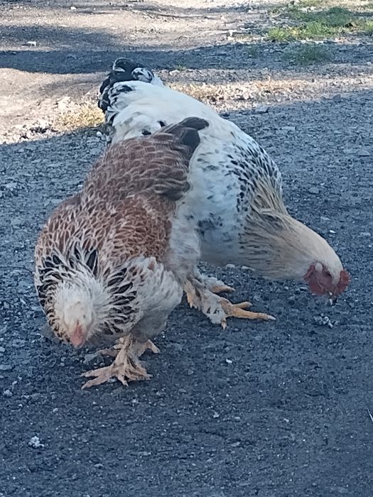 Kaczki bieguski indyjskie, kury brahma.