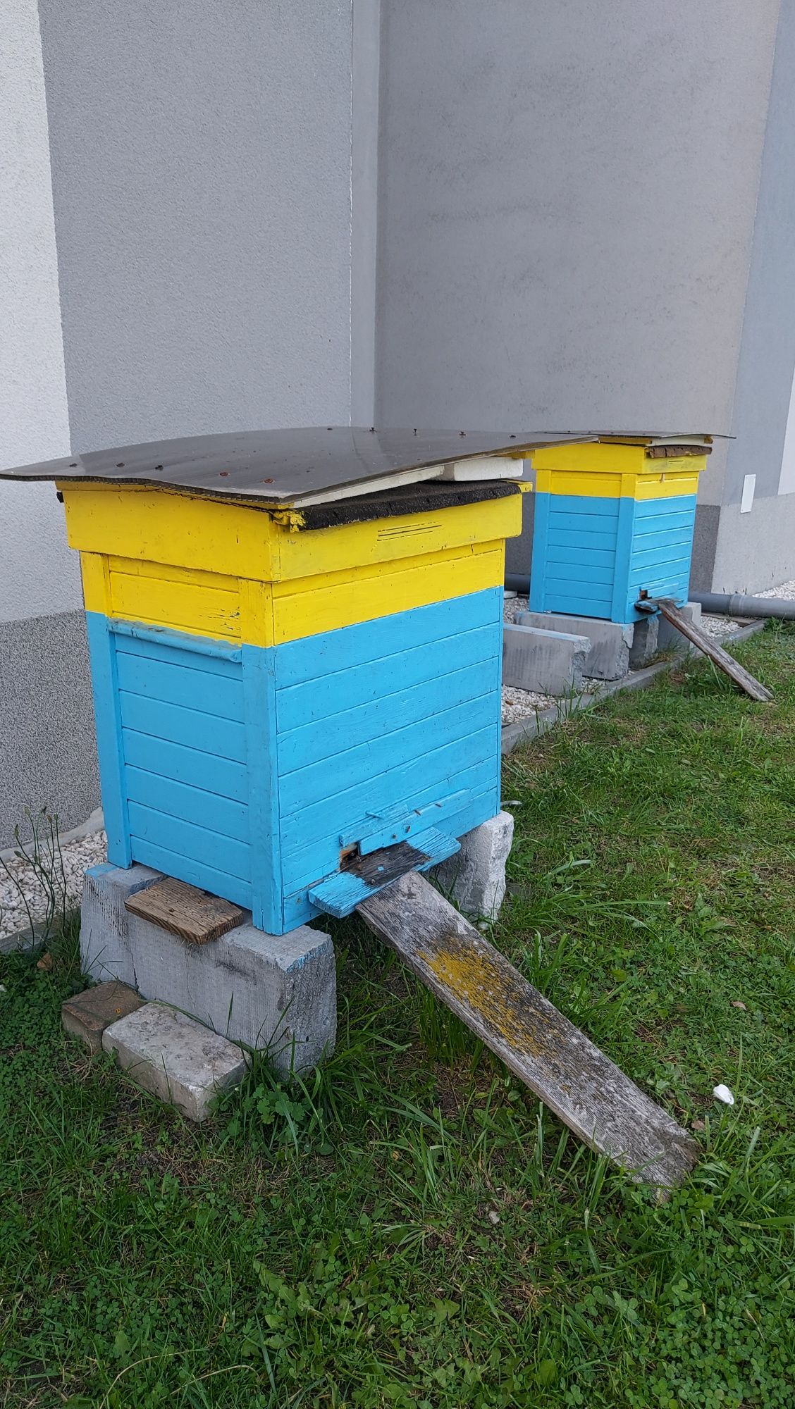 Ule warszawskie poszerzane z pszczołami lub bez