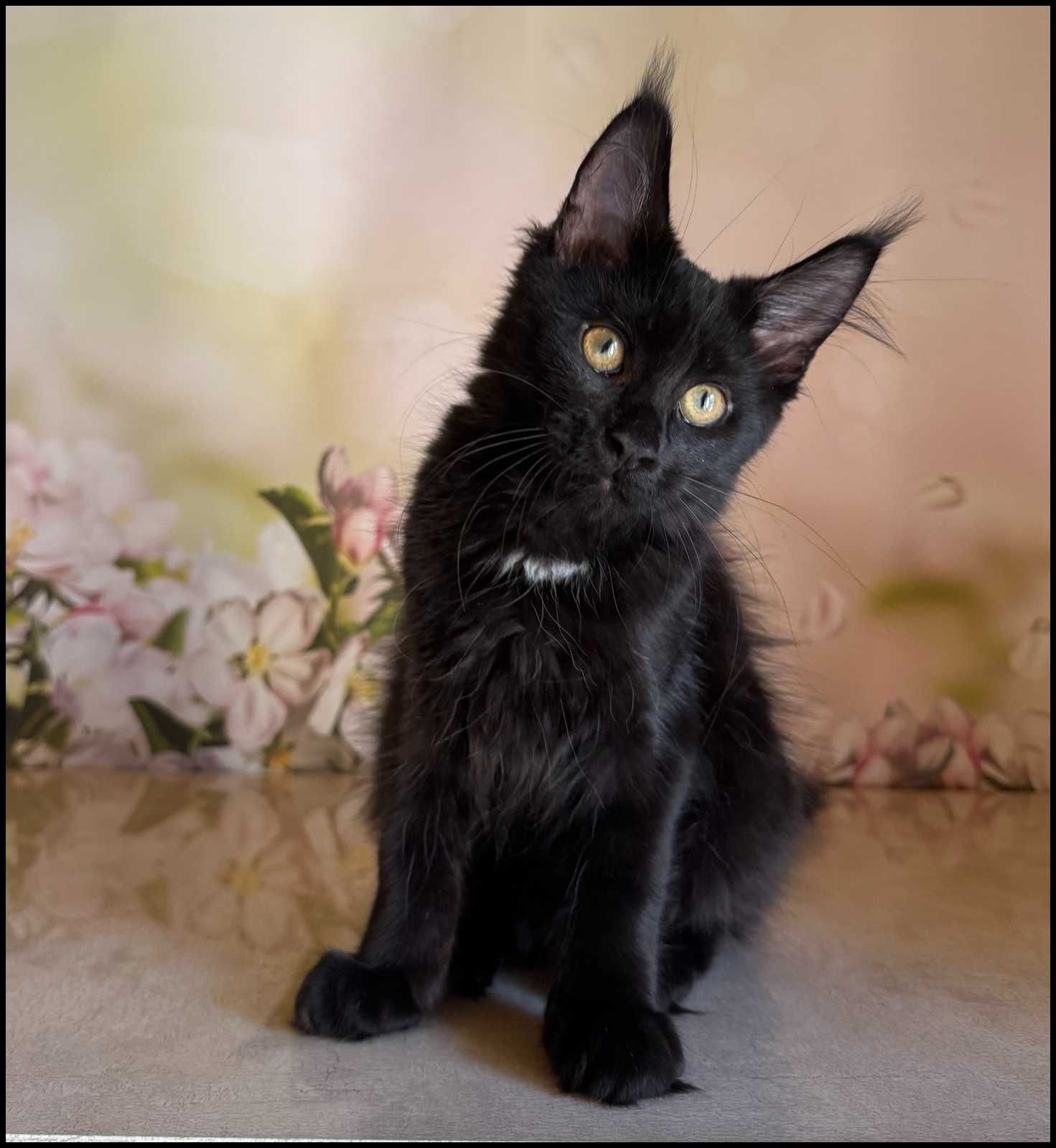 Koteczka Maine Coon Kosma super charakter