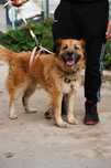 Zuźka do adopcji