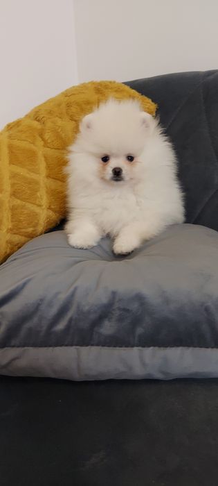 Piękna suczka szpic miniaturowy