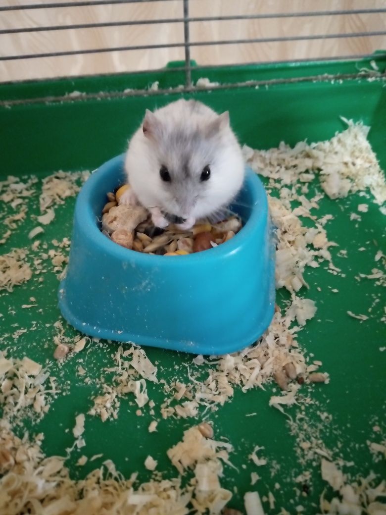 Джунгарские хомячки